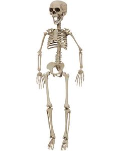 Bevægeligt Skelet - 75 cm