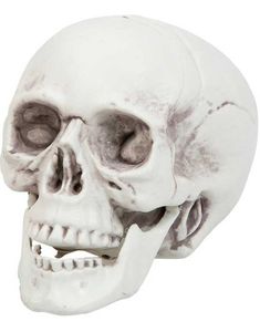 Kranie m/Bevægelig Kæbe - 16 cm